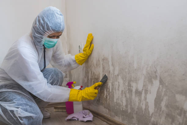 Best White Mold Remediation in Romeo, MI