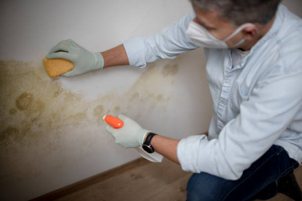 Best Residential Mold Remediation in Romeo, MI