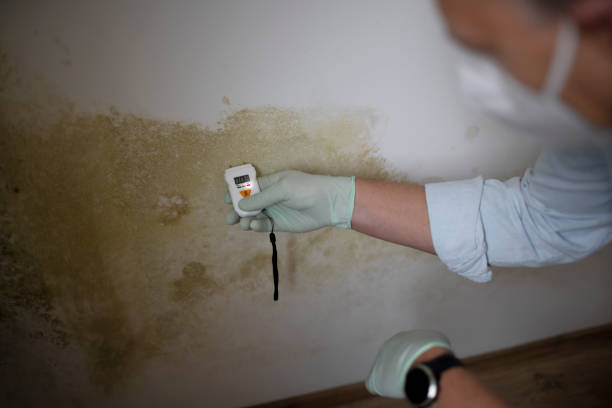 Best Post-Flood Mold Remediation in Romeo, MI