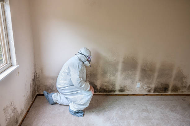 Best Commercial Mold Remediation in Romeo, MI