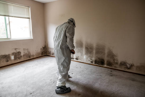 Best Residential Mold Remediation in Romeo, MI