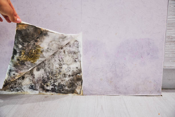 Best Insurance-Related Mold Remediation in Romeo, MI